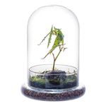 NCYP 15x15x21 cm Decorative Clear Glass Dome, Cloche Bell Jar Display Terrarium with Glass Base, Tabletop Centerpiece Container with Airhole for Flower Succulent Plants (Terrarium Only, No Plants)