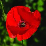 Flower Seeds 10,000 Seeds Papaver rhoeas Red Common Field Poppy Meadow Wild Flower Seed Seeds 10k Bulk Wholesale by Pretty Wild Seeds BN Pictorial Seed Packets Fresh Seeds