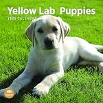 2025 Yellow Lab Puppies Monthly Wall Calendar by Bright Day, 12 x 12 Inch Cute Dog Breed Gift