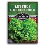Black Seeded Simpson Lettuce Seed f