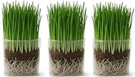 Cat Grass Grow Bag Kit, 3 Pack, All Organic, Just add water. Made in The USA