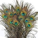 Belle Vous Natural Real Peacock Eye Feathers (20 Pack) - 78-80cm/30.7-31.49 Inches - Long Tail Feathers For Wedding, Party, Holiday and Home Decoration and DIY Craft