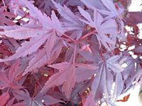 Acer Palmatum Bloodgood