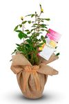 Golden Wedding Rose - 50th Anniversary Rose Bush - Gift Wrapped Golden Anniversary Rose