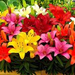 Zabbus Asiatic lily Mixed Flower Bulbs Winter Flower Bulbs Suitable for Home Gardening (10 Bulbs)