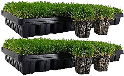 Zoysia Plu
