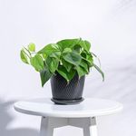 UGAOO Spiro Ceramic Pot for Indoor Plants (4 Inch, Black)