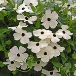 Outsidepride 200 Seeds Annual White Thunbergia Black-Eyed Susan Vine Flower Seed for Planting