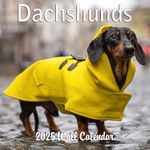 2025 Dachs