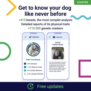 Koko Genetics Dog DNA Test Kit – Breed & Health Screening