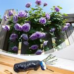 Bare Root Purple Climbing Rose 'Ind