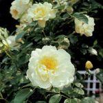 Peter Beales Roses City of York Climbing Rose, White/Cream Semi-Double Flowers, 450cm x 300cm, Strong Fragrance