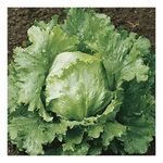 PREMIER SEEDS DIRECT - LETTUCE - CRISPHEAD - WEBBS WONDERFUL - 3 GRAM SEEDS ~ 3000 SEEDS