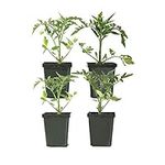 Plants by Post - Tomato 4-inch Big 