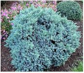 [x3] Dwarf Conifer Juniperus Squamata 'Blue Star' | Multi-Pack | Evergreen Shrubs | Pot Plants