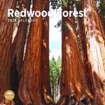 2025 Redwood Forest Monthly Wall Calendar by Bright Day, 12 x 12 Inch National Park Scenic Photography