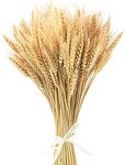 100 Stems 40cm Dried Wheat Flowers Wheat Sheaves Stalks Bouquet Bundles Natural Ear of Wheat Grain Flowers Dry Grass Bunch DIY Arrangements for Home Wedding Store Decorative Autumn Wreath Decoration