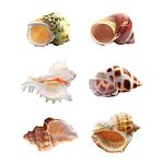 Hermit Crab Shells Large Sea Shells 6PCS Growth Turbo Seashells 1"-2" Openning Size(6-9 CM)