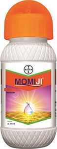 Bayer Momi