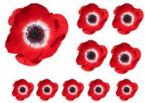 Poppies Flower Decals Car Stickers Graphics Nursery Wall Window Decorations Art 10 Pack (10)