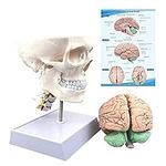 Human Skull and Brain Anatomy Model