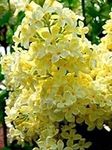 50 Yellow Lilac Seeds for Planting 