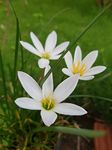 Urban Gardens Zephyranthes Candida Pack of 10 Bulbs (Rain Lily White)