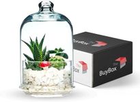 Terrarium Glass Jar with Lid for Pl