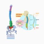 Aliwovo Spine Mini Cord Model Anatomy Medical Education Model 17.7" Color Vertebral Column Model with Spinal Nerves, Pelvis, Femur, Colorful Poster Multi-3