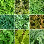 5 X Fern Plant Mix Collection - Potted Perennial Outdoor Garden Shrubs