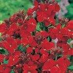 WallFlower 'Scarlet Bedder' / Erysimum cheiri/Cheiranthus/Spring Flowering/Seeds