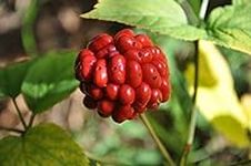 American Ginseng Seeds for Planting