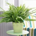 Boston Fern Plant in a 9cm Pot - Perfect Indoor Plant for Beginners - Nephrolepis exaltata (1 Plant)