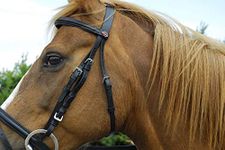 Windsor LEATHER BRIDLE WITH FLASH NOSEBAND (PONY, BLACK)