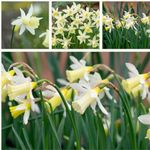 Narcissus Elka x 30 Flower Bulbs.Stunning Miniature Daffodil with Long Lemon Trumpets. Easy to Grow