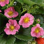 Strawberry Plug Plants x 5 'Gasana F1' for Hanging Baskets