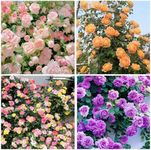 300+ Mixed Color Climbing Rose Rosa