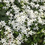 OhhSome Bridal Bouquet Plant||Clematis Vine||Clematis Terniflora Out Door Plants Live (Healthy Live Plant)