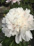 Shirley Temple Bareroot Peony, 2-3 Eye, Great for Fall Planting!