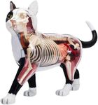 Animal Anatomical Models