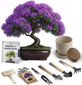 Bonsai Starter Kit – Growing Jacaranda Bonzai Tree from Seeds | Complete Indoor Tree Kit for Growing Plants with Tools & Planter – Gardening Gifts for Mother, Women & Men