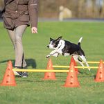 Trixie: - Dog Agility Hurdle Cone Set, Portable Canine Agility Training Set | Increase Your Dog's Concentration, Fitness and Coordination | Also Suitable for Therapeutic Treatment - 23 x 30 cm,78 cm