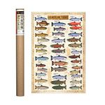 EuroGraphics Salmon and Trout Poster 36 x 24 inch