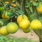 Fresh Pomelos