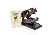 The Nation's T-Rex Skull Statue | Smithsonian Fossil Replica | 6-Inch Tall Tyrannosaurus Rex Desk Statue | 1:10 Scale