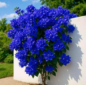 Live Beautiful Grafted Blue Bougainvillea Bonsai Plant (Pack of 1) | Dwarf Flowering Tree for Home, Garden, Outdoor & Indoor Use (BOUGAINVELLIA)