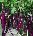 Long Purple Eggplants Aubergine See