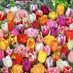 30 x Tulip Bulbs - Surprise Mixed Tulips Varieties Collection - Tulips Bulbs for Gardens - Spring Flowering Bulbs - Ready to Plant - Bulbs Size 10/11 - (Free P&P)