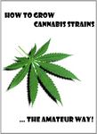 How to grow cannabis strains... the amateur way!