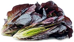 PREMIER SEEDS DIRECT LETTUCE RED ROMAINE COS 3 GM ~ 2370 SEEDS